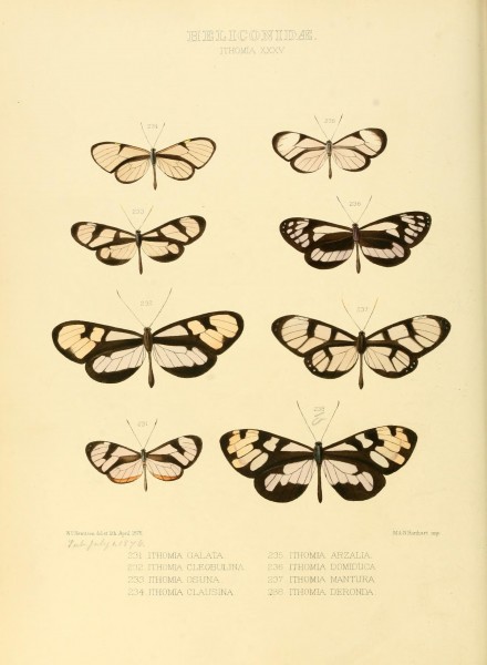Illustrations of new species of exotic butterflies (Heliconidae- Ithomia XXXV) (7636751698)