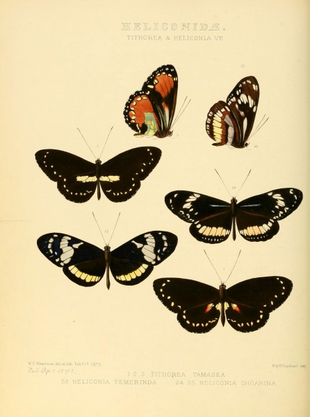 Illustrations of new species of exotic butterflies (Heliconidae- Tithore) (6006141890)