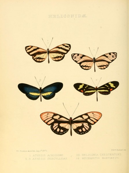 Illustrations of new species of exotic butterflies (Heliconidae) (6006142556)