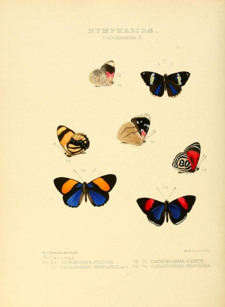 Illustrations of new species of exotic butterflies (Nymphalidae- Catagra X) (7636785310)