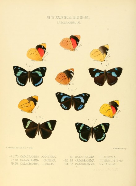 Illustrations of new species of exotic butterflies (Nymphalidae- Catagra XI) (7636786384)