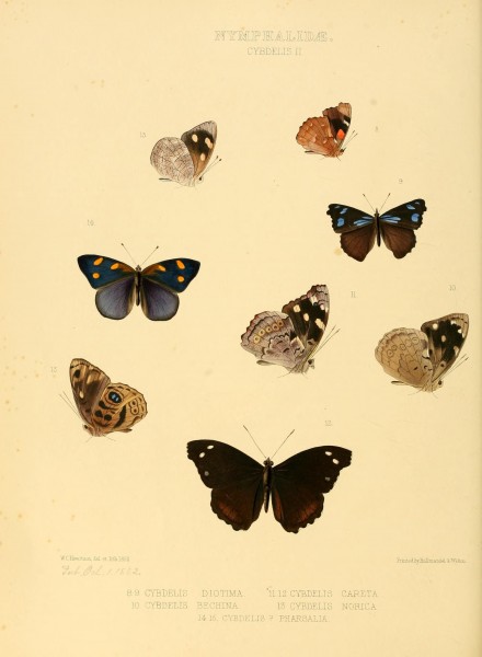 Illustrations of new species of exotic butterflies (Nymphalidae- Cybdeli II) (7636770636)