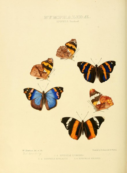 Illustrations of new species of exotic butterflies (Nymphalidae- Epiphil) (7636773332)