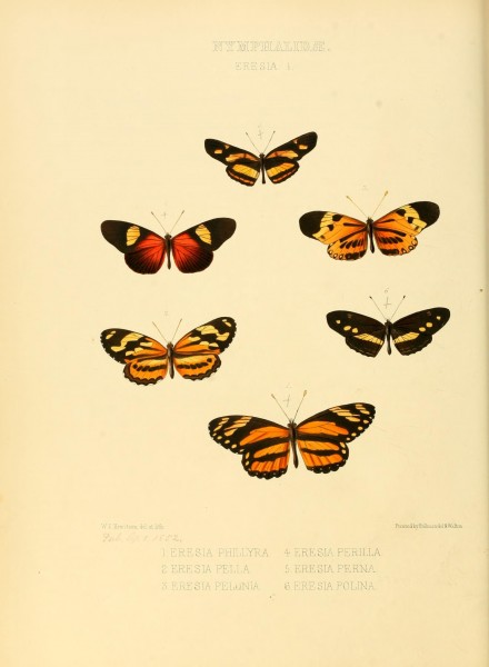 Illustrations of new species of exotic butterflies (Nymphalidae- Eresia I) (7636760110)