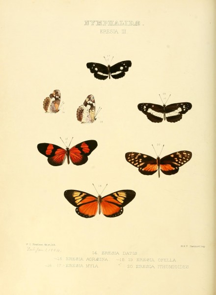 Illustrations of new species of exotic butterflies (Nymphalidae- Eresia III) (7636761830)