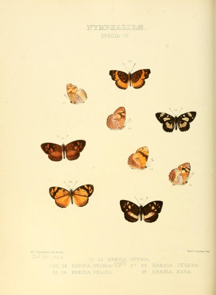 Illustrations of new species of exotic butterflies (Nymphalidae- Eresia IV) (7636762740)