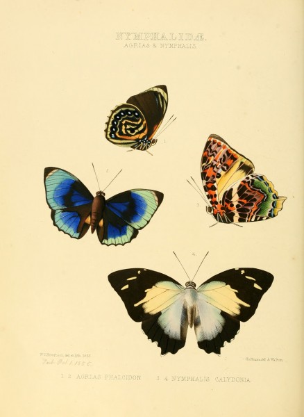Illustrations of new species of exotic butterflies Agrias & Nymphalis