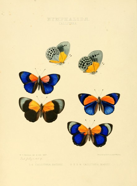 Illustrations of new species of exotic butterflies Callithea I