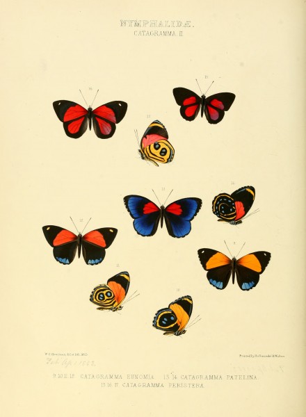 Illustrations of new species of exotic butterflies Catagramma II
