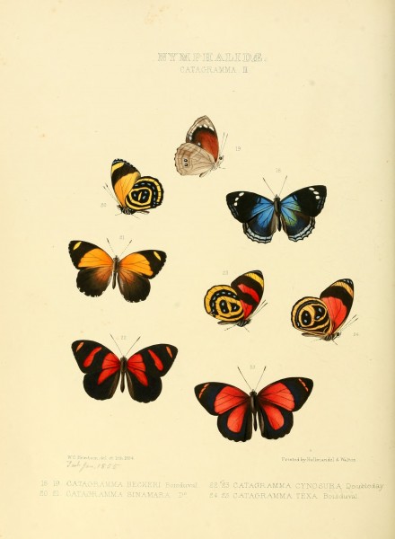 Illustrations of new species of exotic butterflies Catagramma III