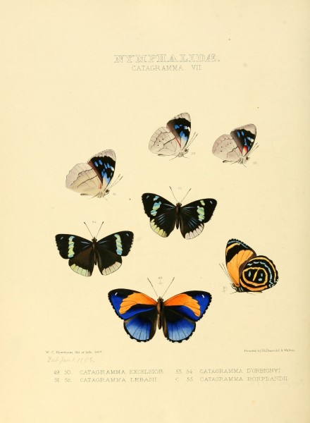 Illustrations of new species of exotic butterflies Catagramma VII