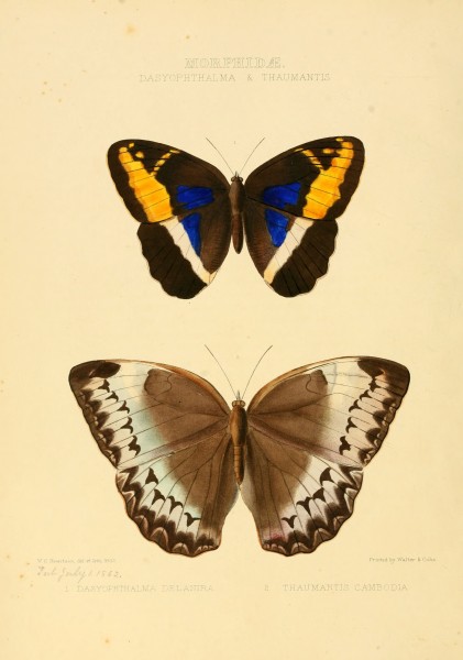 Illustrations of new species of exotic butterflies Dasyophthalma & Thaumantis