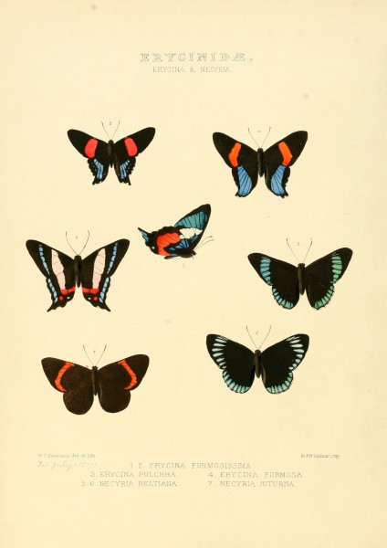 Illustrations of new species of exotic butterflies Erycina & Necyria