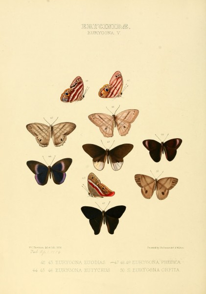Illustrations of new species of exotic butterflies Eurygona V
