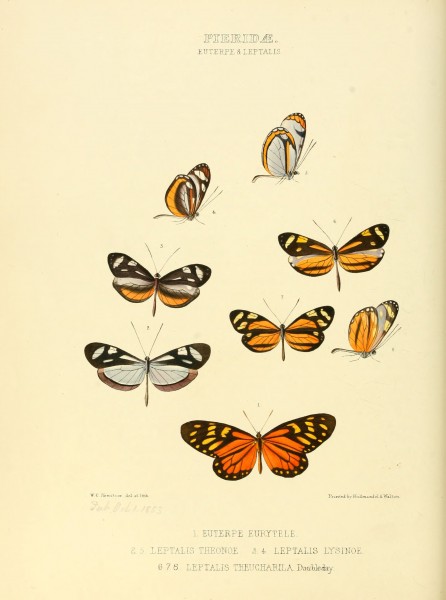 Illustrations of new species of exotic butterflies Euterpe & Leptalis