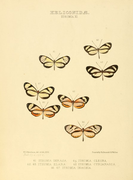 Illustrations of new species of exotic butterflies Ithomia XI
