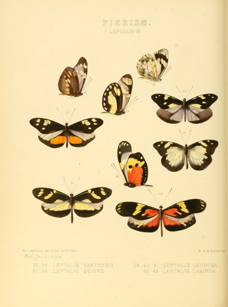 Illustrations of new species of exotic butterflies Leptalis VI