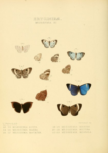 Illustrations of new species of exotic butterflies Mesosemia XII