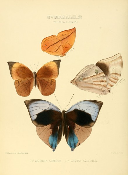 Illustrations of new species of exotic butterflies Zeuxidia & Aemona
