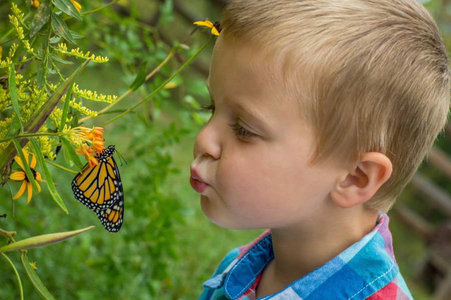 Kissing a monarch (36257346540)