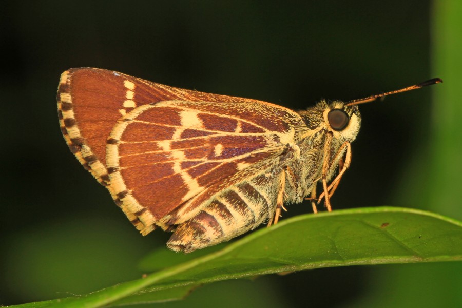 Lace-winged Roadside-Skipper - Amblyscirtes aesculapius, Natchez Trace, near Natchez, Mississippi - 26009758445