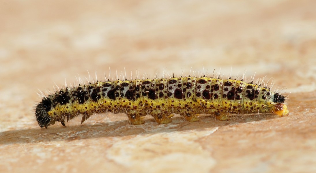 Larva April 2010-1