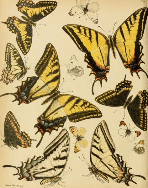 Lepidoptera, rhopaloceres and heteroceres, indigenous and exotic; with descriptions and colored illustrations (1872) (14590732839)