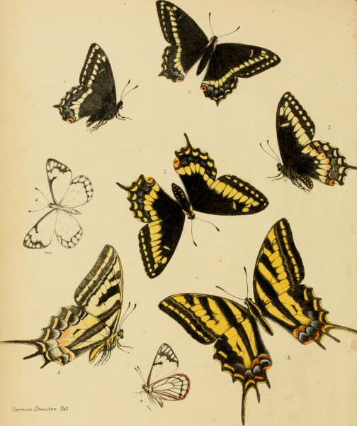 Lepidoptera, rhopaloceres and heteroceres, indigenous and exotic; with descriptions and colored illustrations (1872) (14777401525)