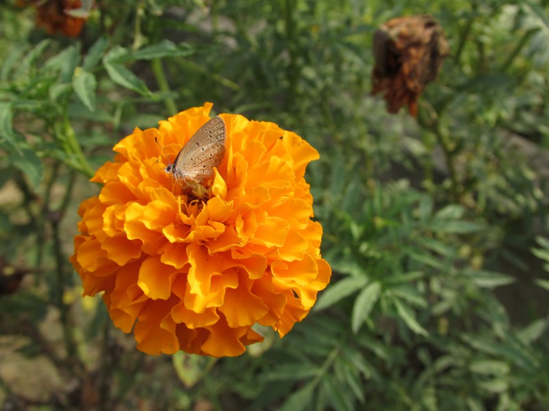 Little beautiful butterfly suck the marigold juice