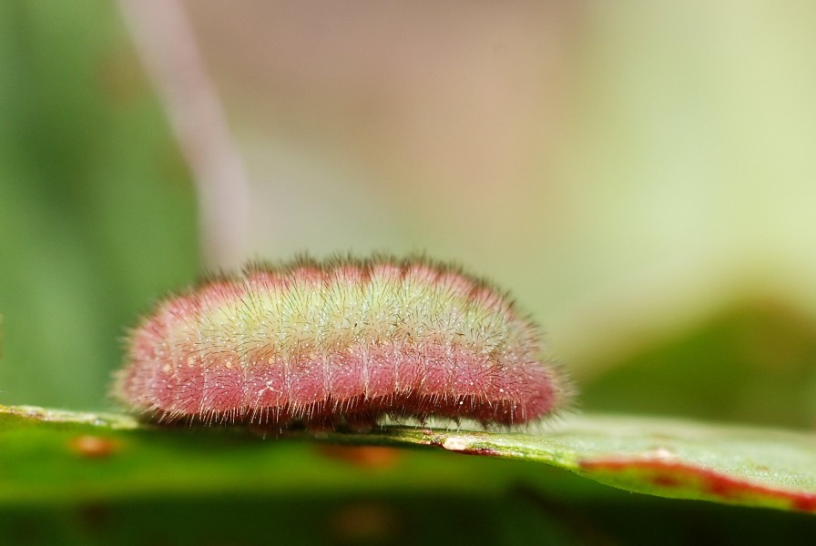 Lycaena phlaeas larva