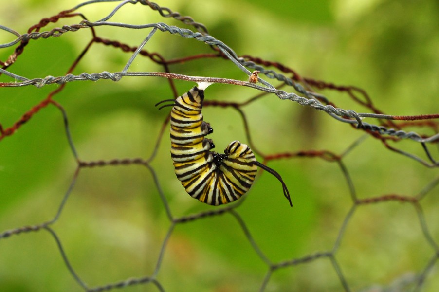 Monarch Butterfly Danaus plexippus Pupation 2419px