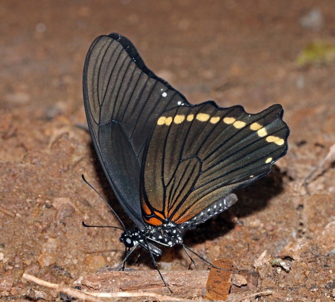 Narrow-banded green swallowtail (Papilio nireus nireus) underside