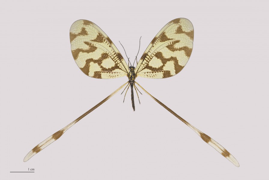 Nemoptera sp. MHNT.ZOO.2004.0.736