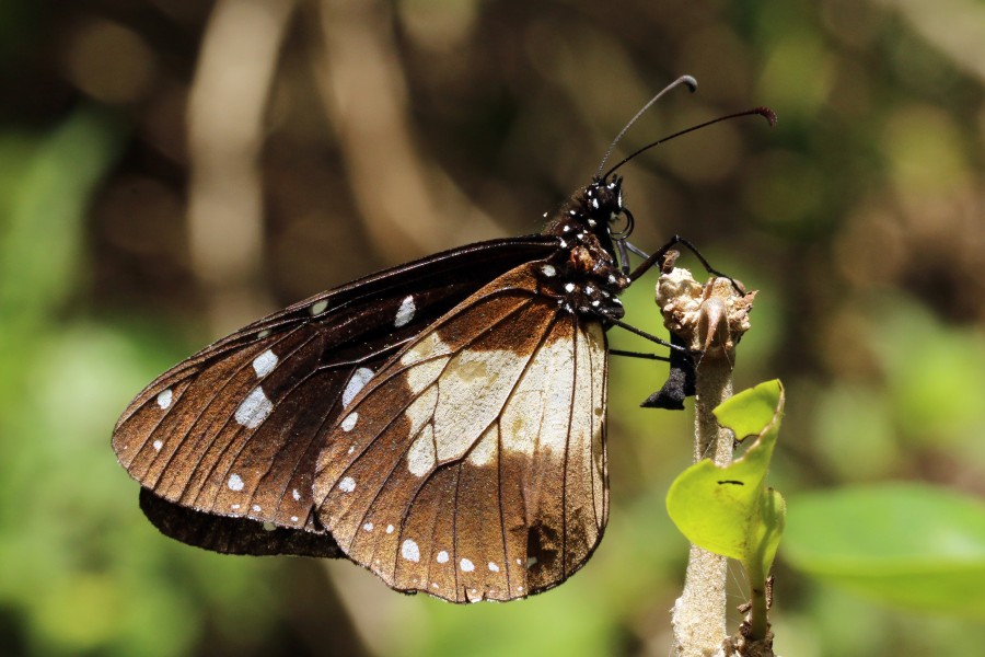 Novice butterfly (Amauris ochlea) male underside