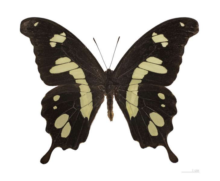 Papilio hesperus hesperus MHNT dos