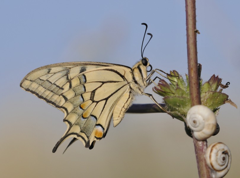 Papilio machaon - Old world swallowtail 03