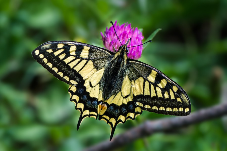 Papilio machaon Mitterbach 01