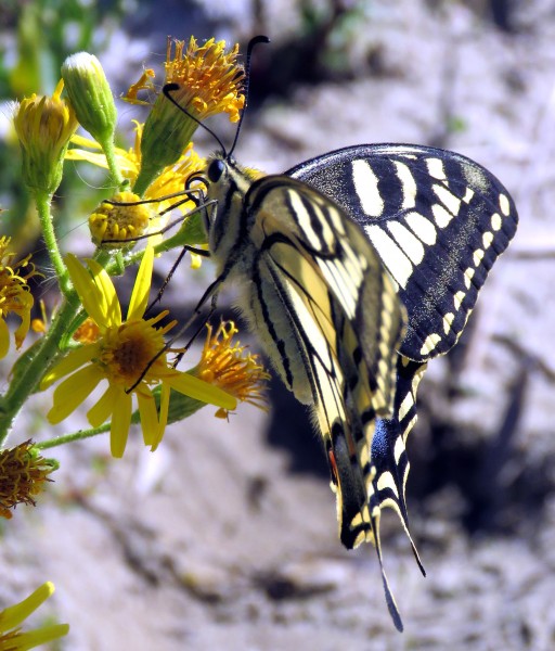 Papilio machaon side view