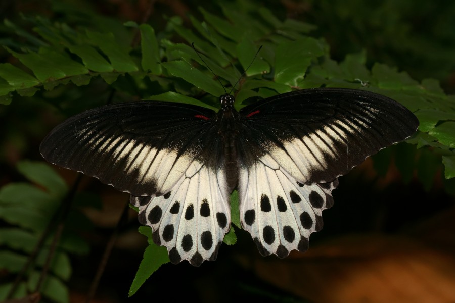 Papilio polymnestor-Kadavoor-2016-03-30-001