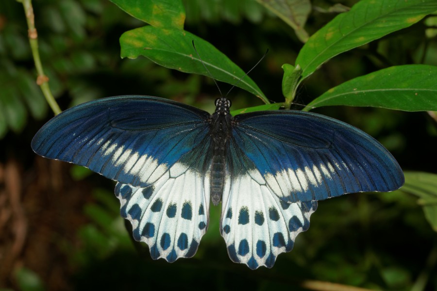 Papilio polymnestor-Kadavoor-2016-07-27-002
