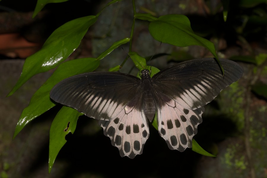 Papilio polymnestor on Kadavoor