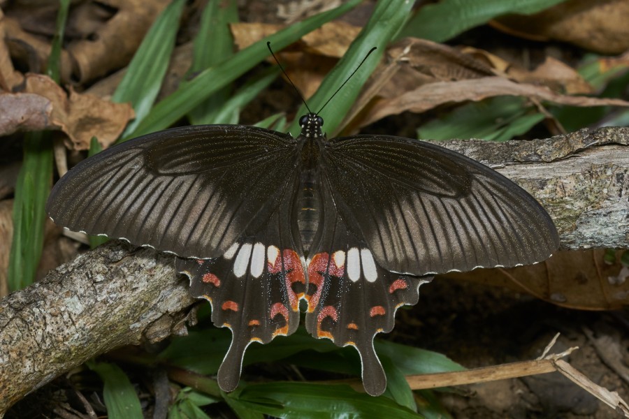 Papilio polytes-Thekkady-2016-12-03-001