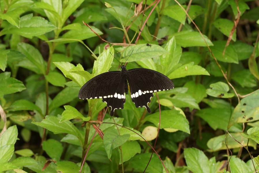 Papilio Polytes male 05297