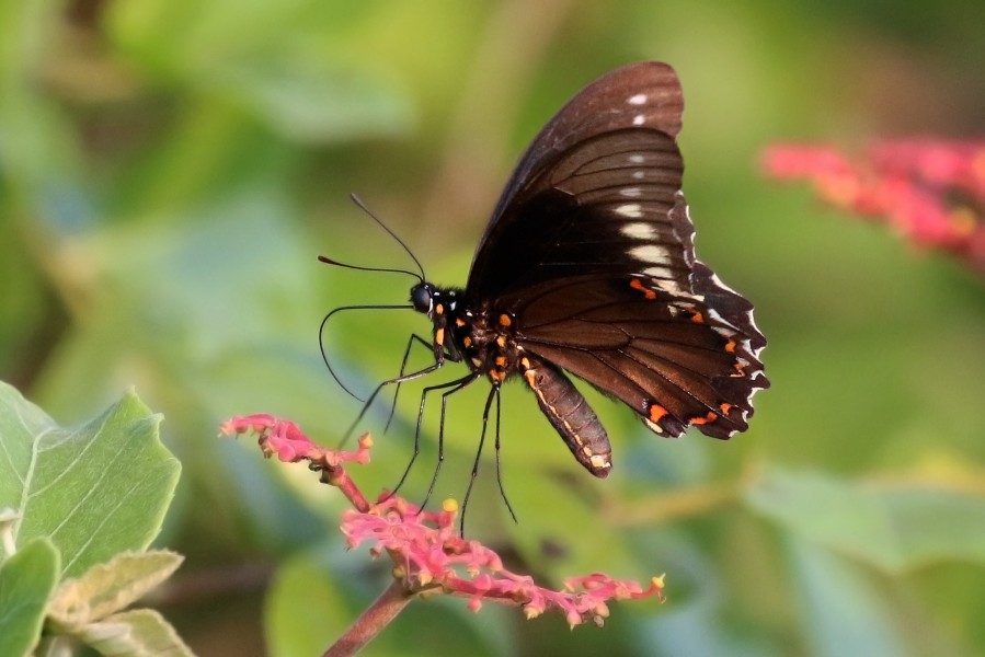 Polydamas swallowtail (Battus polydamas polydamas)