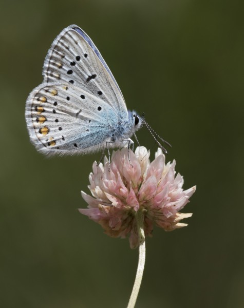 Polyommatus icarus - Çokgözlü mavi 17