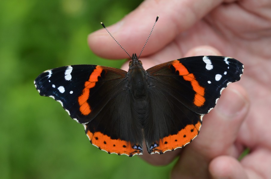 Red Admiral (14385568302)