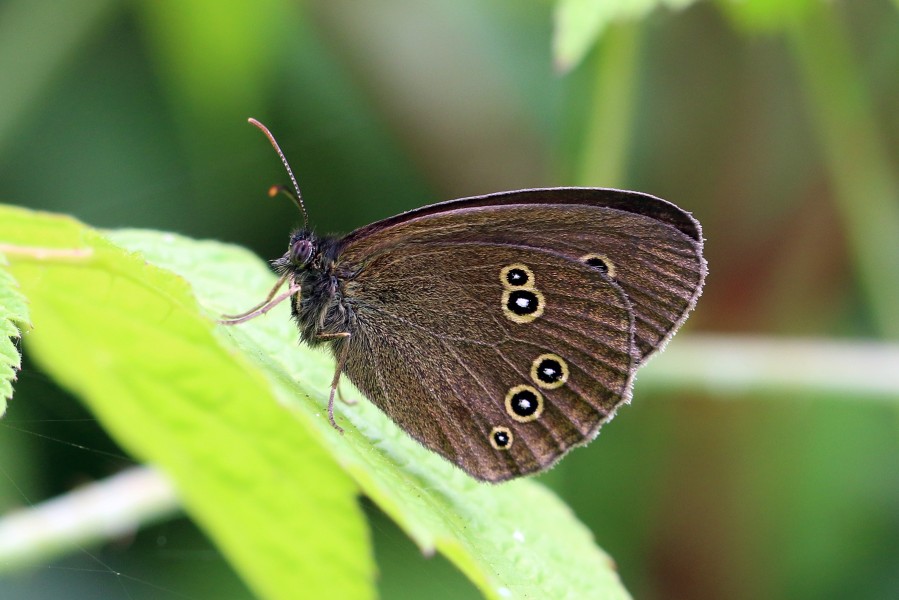 Ringlet butterfly (Aphantopus hyperantus) underside
