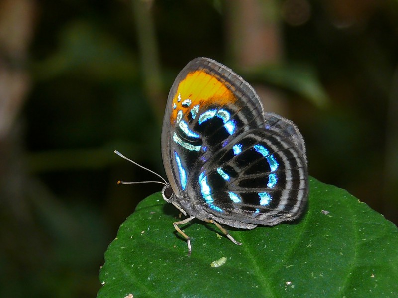 Riodinid Butterfly (Paralaxita telesia) (6856707055)