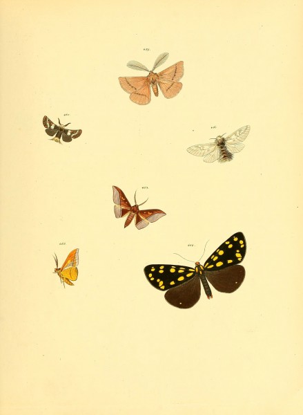Sammlung neuer oder wenig bekannter aussereuropäischer Schmetterlinge (Plate 103) (6140462122)