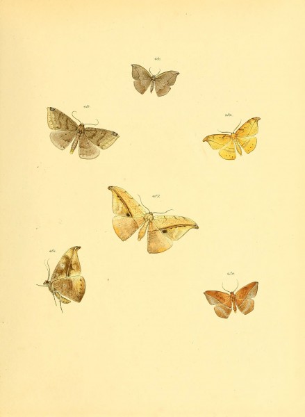 Sammlung neuer oder wenig bekannter aussereuropäischer Schmetterlinge (Plate 107) (6140463352)